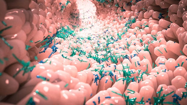 Immunité et microbiote