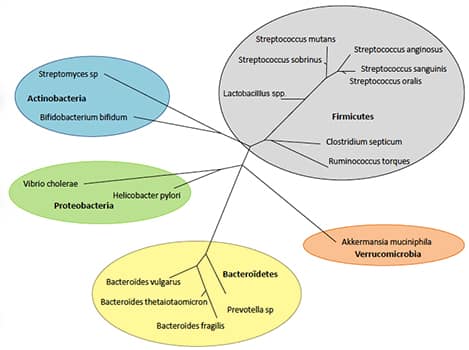 L’équilibre du microbiote