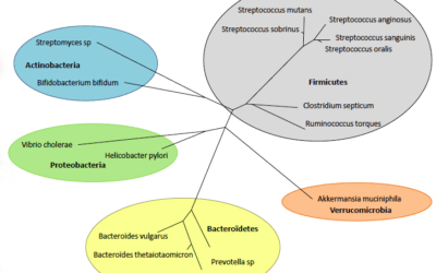 A Balanced Microbiota