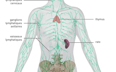Cancers de la lymphe: les lymphomes