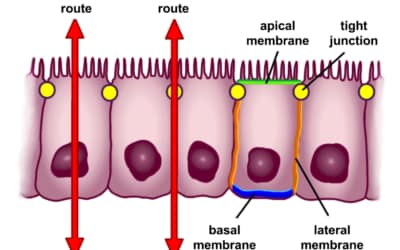 Prévenir et soulager l’intestin poreux (Leaky gut)